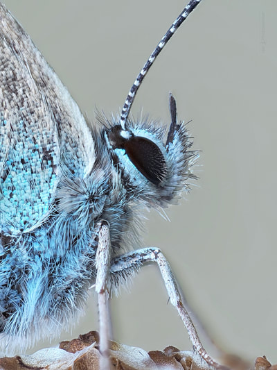 Hauhechelbläuling (Polyommatus icarus)